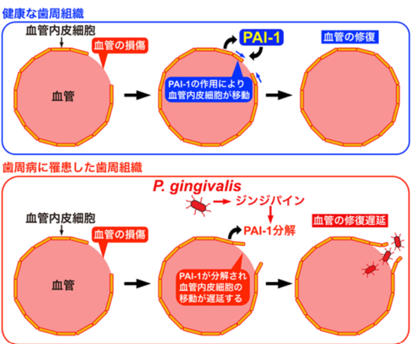 gyh_コピー